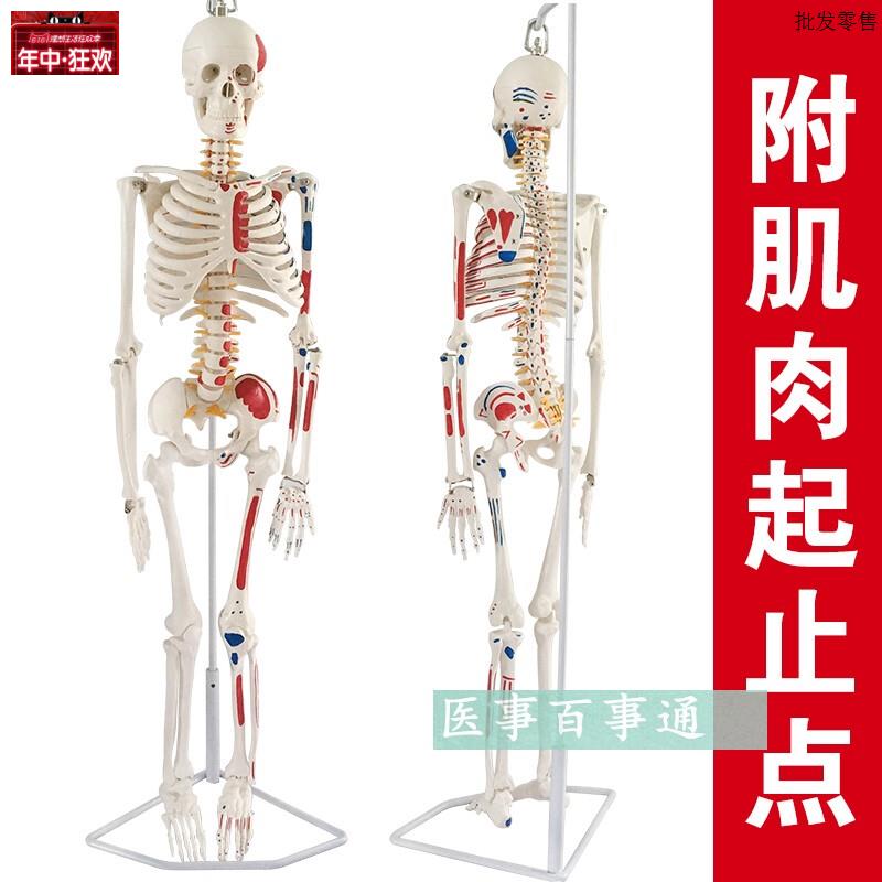 人体骨骼模型85CM人骨架模型关节模型人c骨标本腰椎模型教具