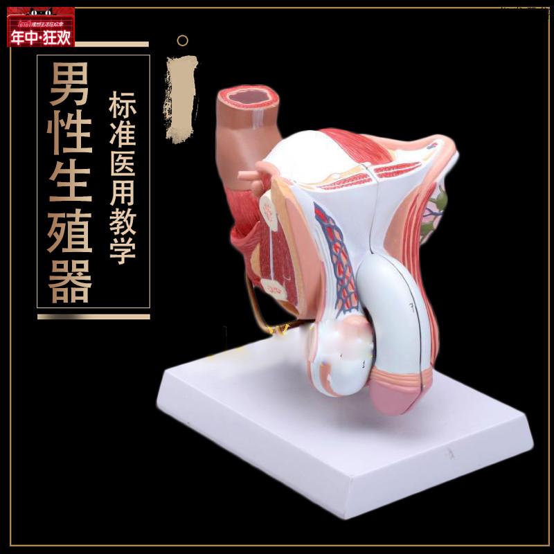 生殖器睾丸膀胱自然大1:1男性男性生殖器层次z解剖模型医用
