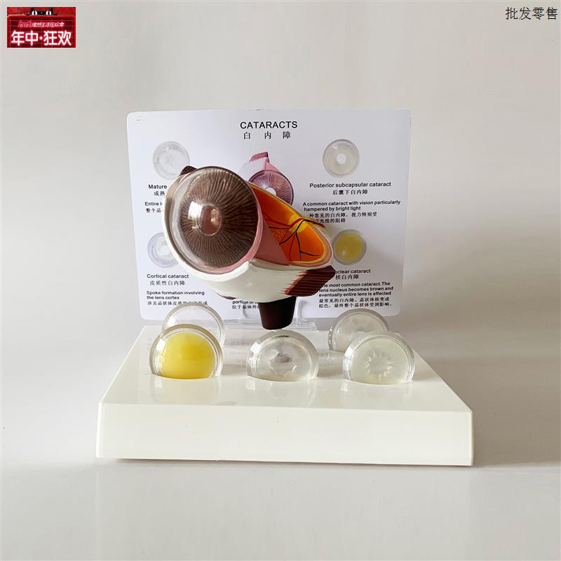 眼睛模型晶片虹膜器V官解剖白内障光学教仪医用医学教学教具包邮