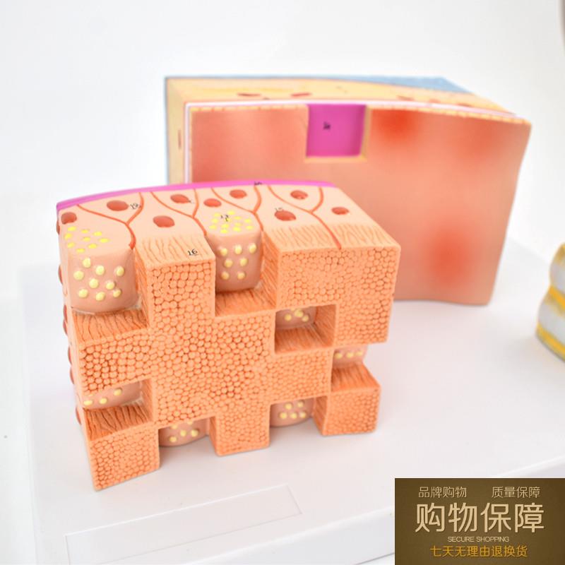 ENOVO颐诺人体气管解剖结构模型 气管壁喉解剖医学音乐教学学习喉