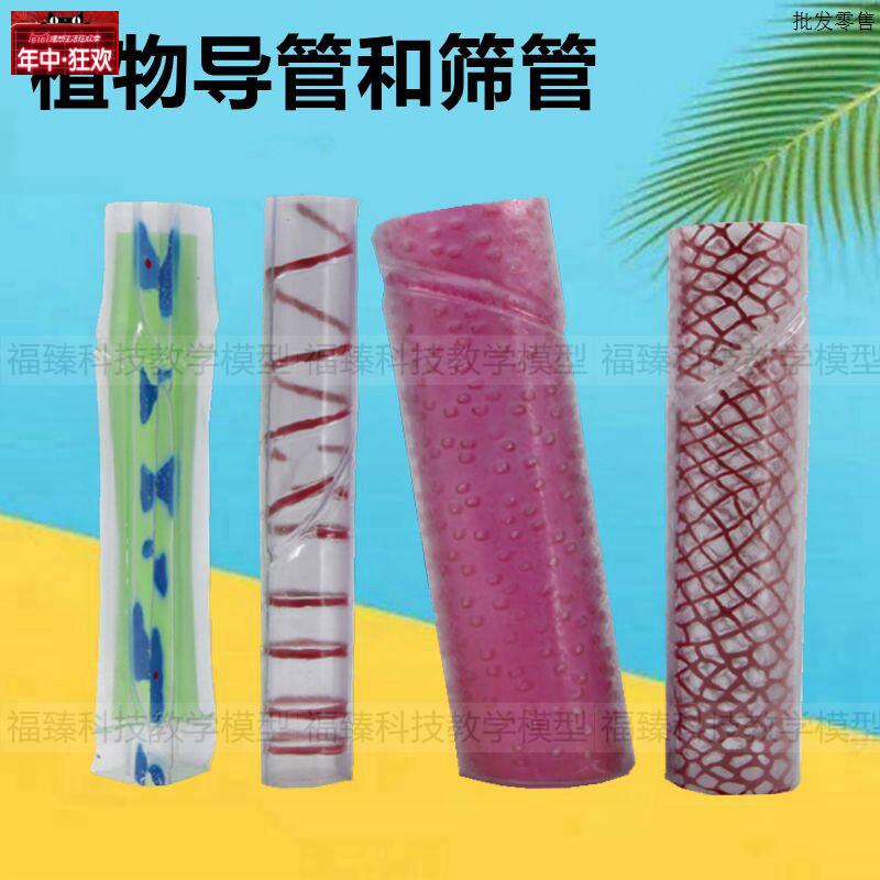 植物导管筛管模型生物课教学装U备仪器初高中实验器材仿真塑胶模