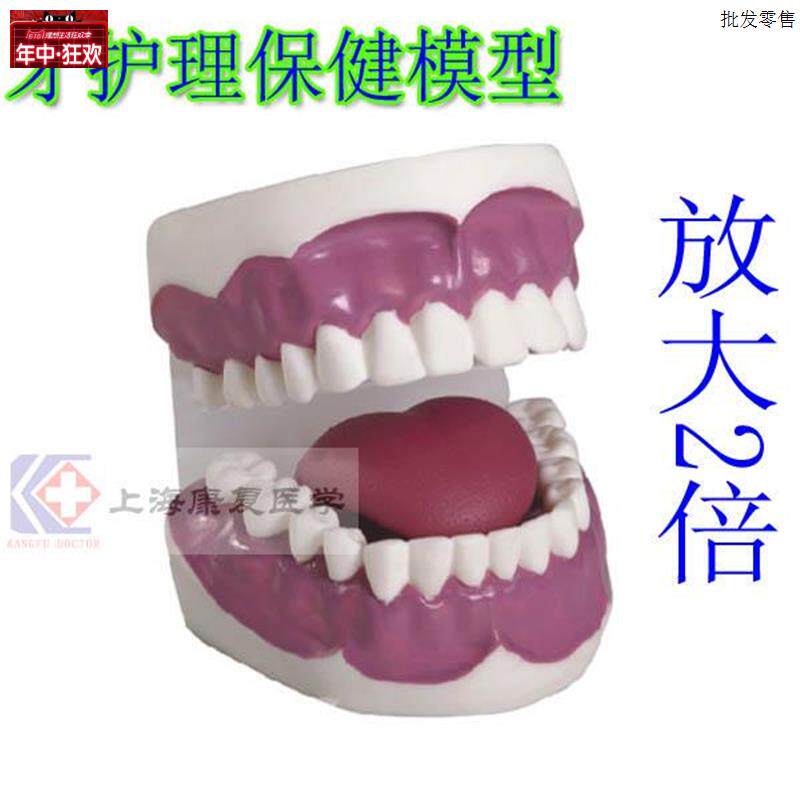口腔护理模型刷牙示教V模型牙护理保健模型(放大2倍)