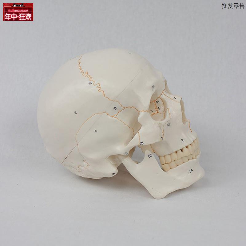 11仿真人体骷髅头H骨模型医学艺用数字标识骨缝线头颅骨解剖模具