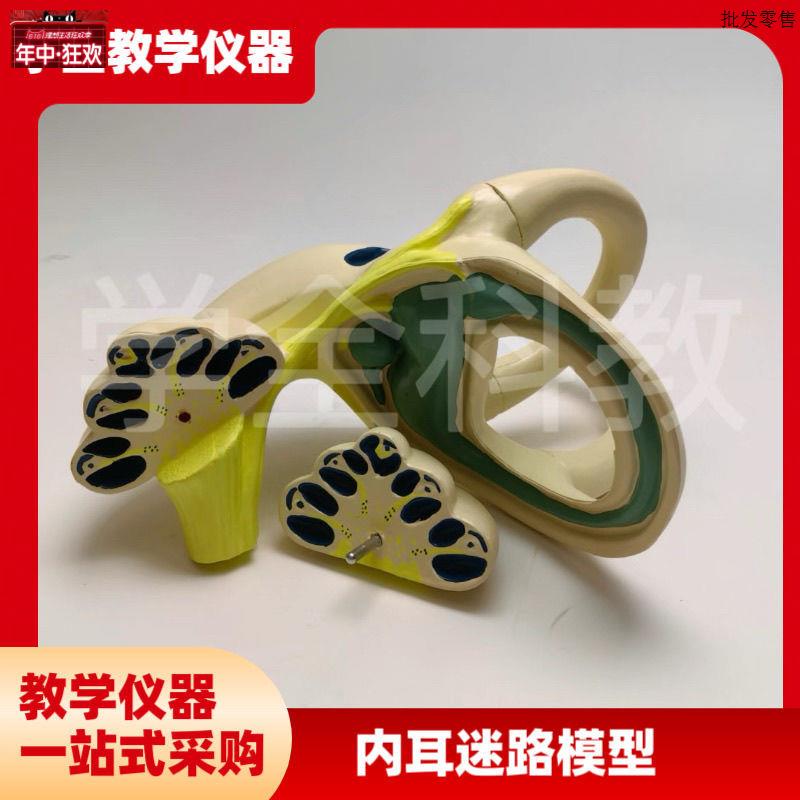 内耳迷路模型内耳解剖半规管前庭耳蜗神经椭圆囊v人体耳朵结构听