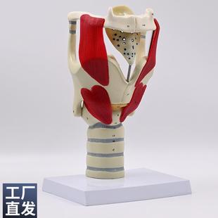 声带模型嗓子声音器官声襞会厌软骨声门喉咙结构声乐教具发音练习