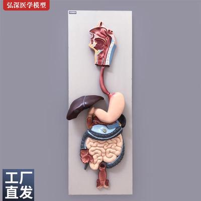 人体消化系统模型胃肠肝胆解剖结构造幼儿园科学教学模具医学教具