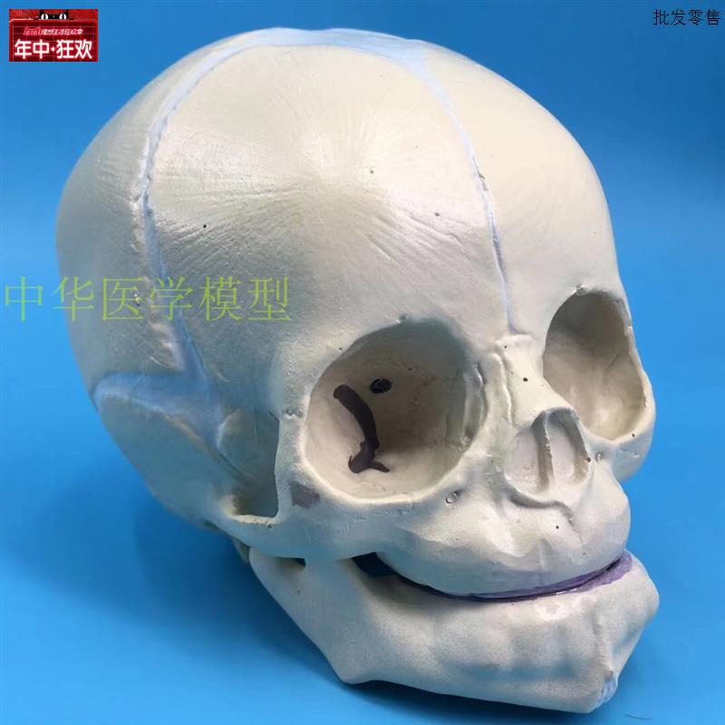 胎儿颅模型婴儿头骨模型胎儿头骨模K型仿真人体幼儿头颅骨骼