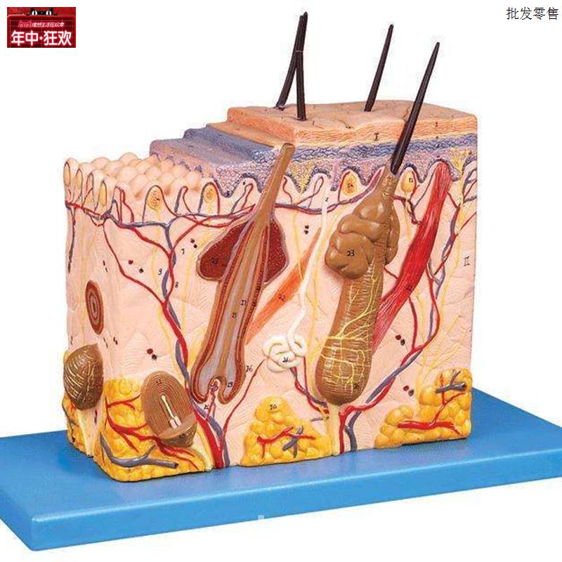 人体皮肤放大模型(中型)表皮立体毛囊放大毛发汗腺w解剖标本模具