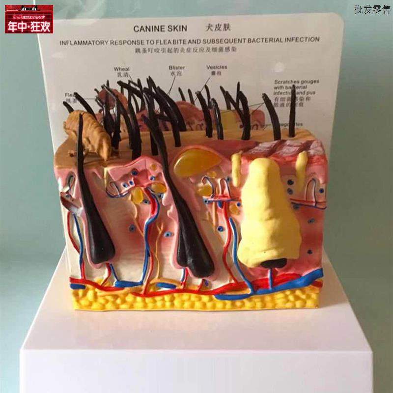病态狗皮肤解剖模型动物皮肤教E学教仪犬科教学宠物模型畜牧