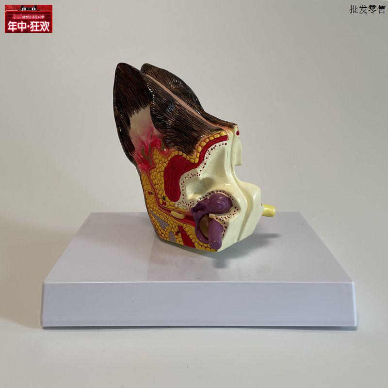 狗耳朵模型内耳鼓膜咽l鼓管病理耳蜗迷路听小骨犬科动物兽医药促