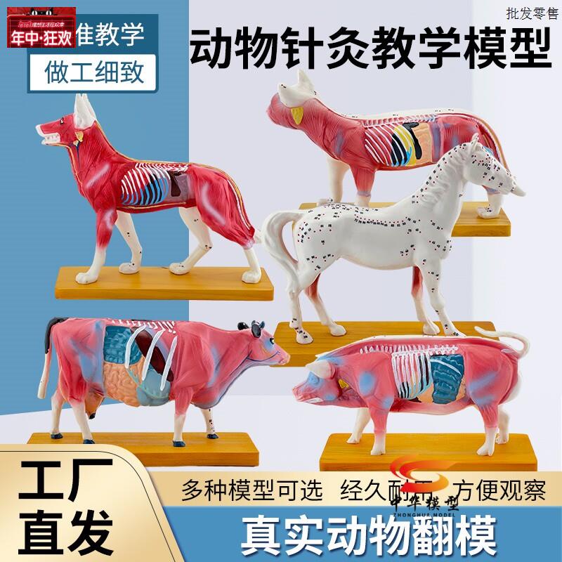 狗体针灸穴位教学模型动物针灸教学用模型宠物中医z针灸模型ZH32