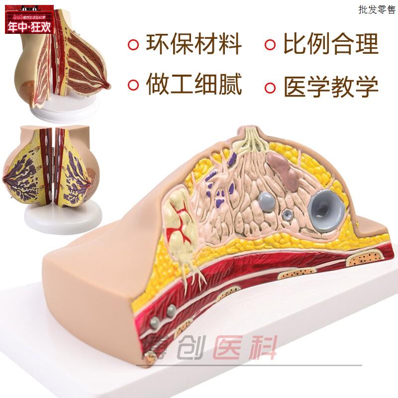 乳房模型胸部解剖乳G房结构造妇产科教学整容微整形展示美容院医