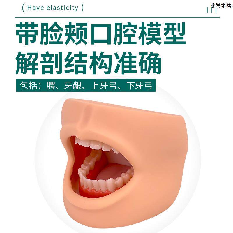 自然大牙护理保健模型高级X口腔护理模型(带脸颊)有舌头
