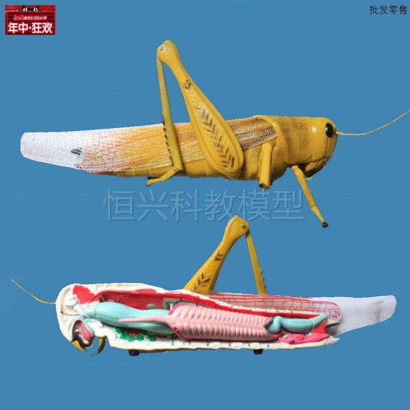 蝗虫模型蚂蚱草蜢节肢动物昆虫中等k学校高中教学装备实验生物仪