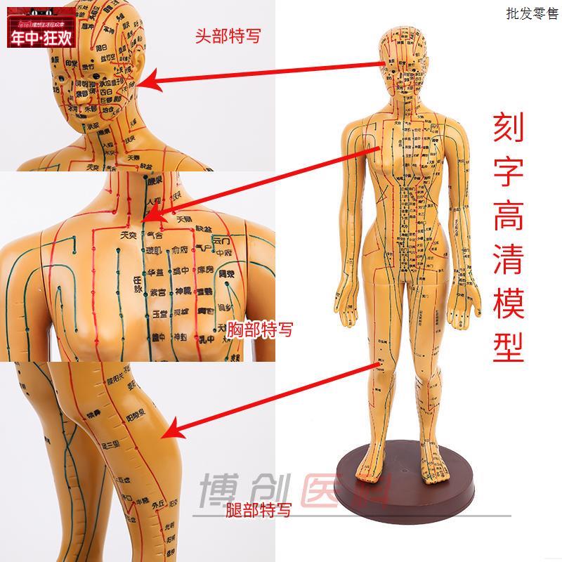 中医经络针灸人体l穴位模型按摩教学48cm女小人铜色高清晰刻字