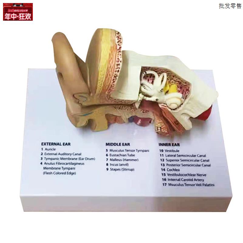 耳模型人耳结构造解剖模型内耳耳蜗F外耳朵听觉系统听力教学模型