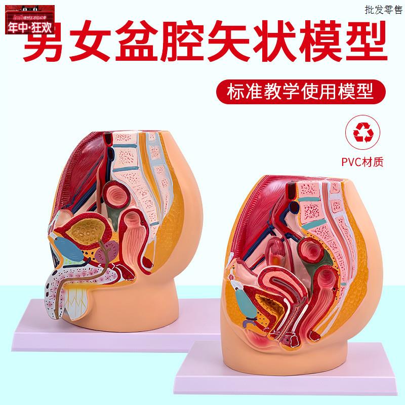 教学仿真女盆腔模型女性泌尿生殖系统标本正中矢N状切人体解剖医