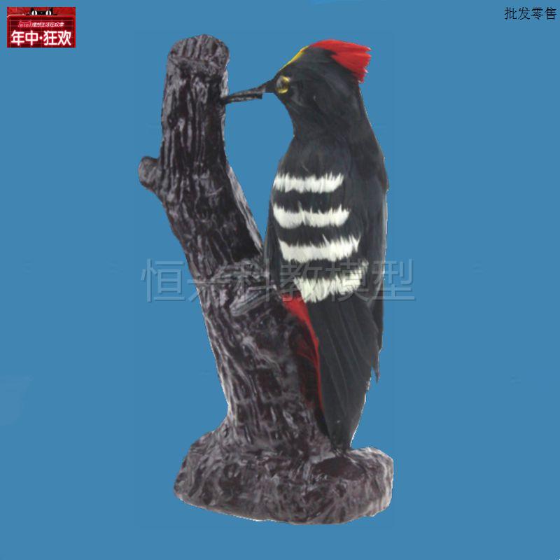啄木鸟模型d仿真动物鸟类标本生物教学仪器初中高中学校实验教育