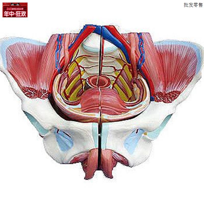 高级女性骨盆附生殖器与血管神经模型人体解D剖医学标本