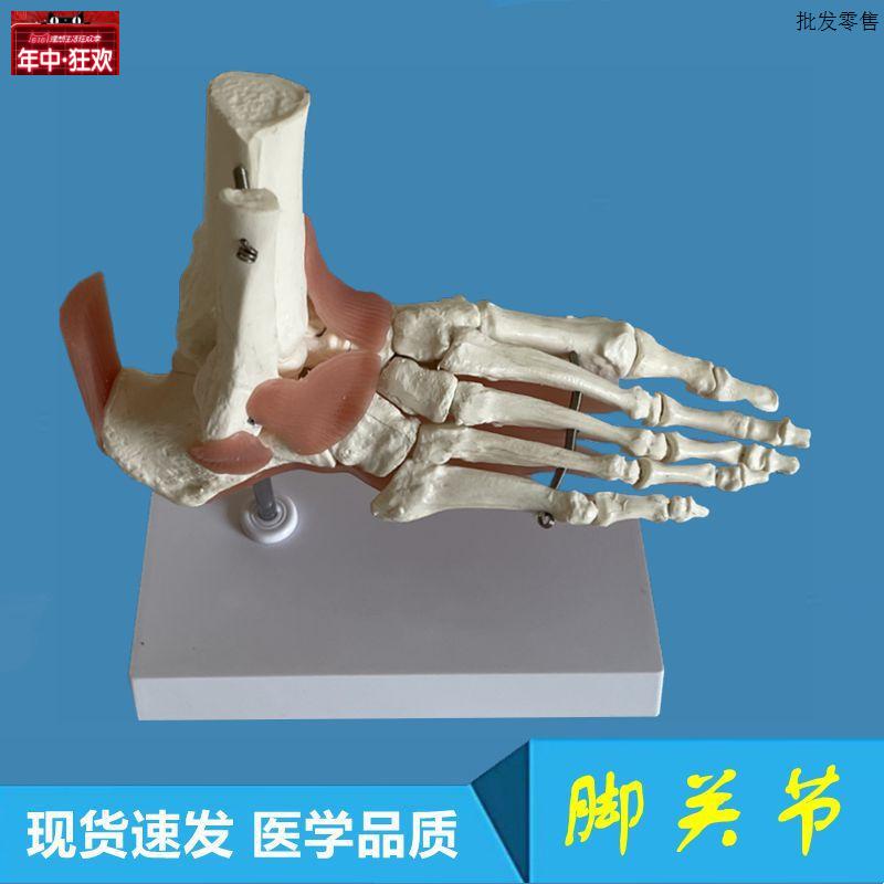 脚骨模型跟骨踝关节v足底肌腱韧带跖筋膜成人1比1足骨活动医学教