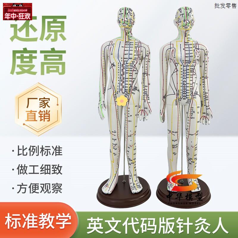 英文代码版人体全身经络o穴位模型高清刻字彩色超清晰中医针灸人
