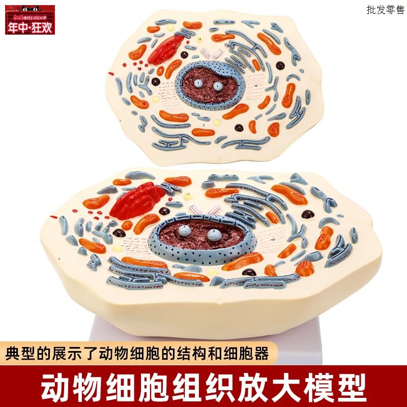 动物细胞有丝分裂亚显微结构放大模型3d成品初中生物g学习演示教