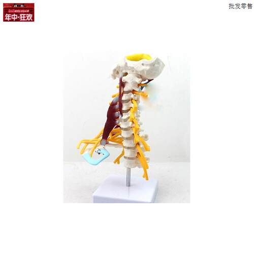 颈椎附肌肉骨骼人体模型脑干枕骨寰椎七节颈椎两节a胸椎软骨模具