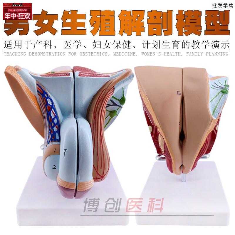 男性生殖器系统计生演示o教学模型睾丸解剖计划生育展示模型