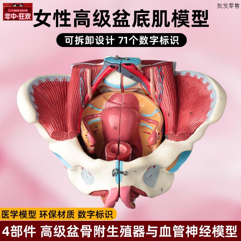 女性骨盆盆底肌肉解剖模型分娩产后生殖恢复P医学盆腔器官结构教