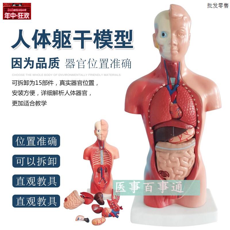 人体模型28dCM躯干人体内脏解剖模型医用教具骨骼儿童益智玩具