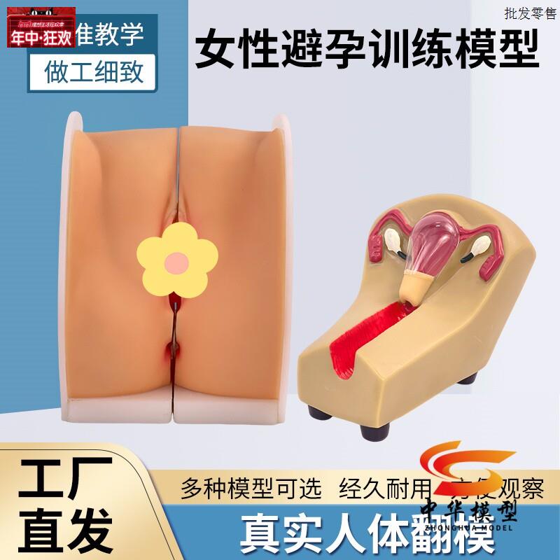 女性避孕器安装指导模型子宫卵巢生殖器官解Z剖医院学校教学演示