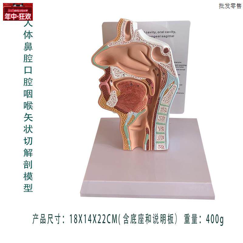 人体鼻腔口腔咽喉气管食管面部矢状切解剖骨骼教学M医学教具包邮