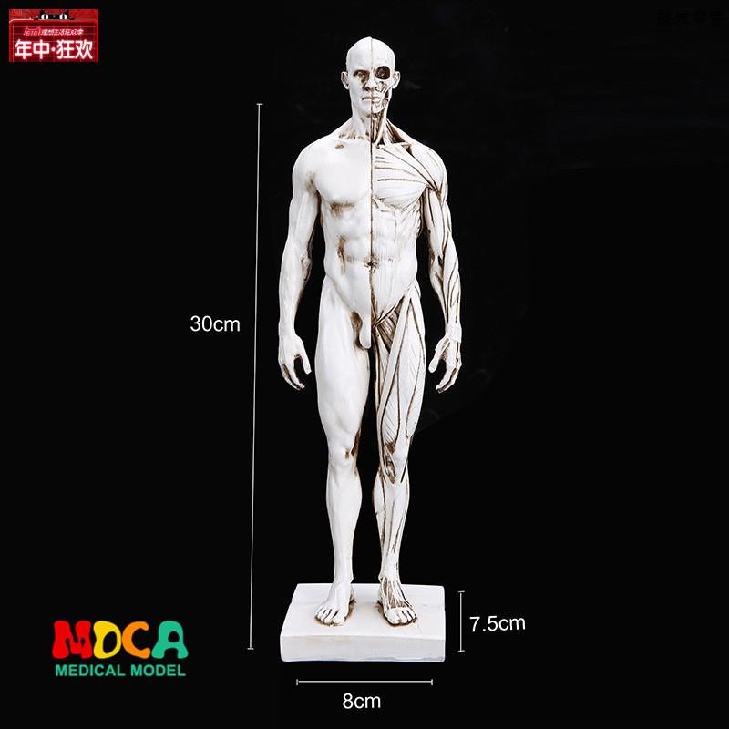美术写生仿真男性人体骷髅全身肌肉结构静物素描教学Q模型RTSM101