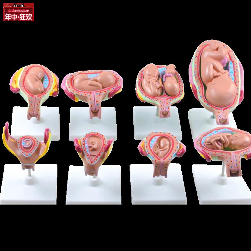 高级妊娠胚胎发育过程模型胎儿妊娠胎发育过程模型(V8件/1套)