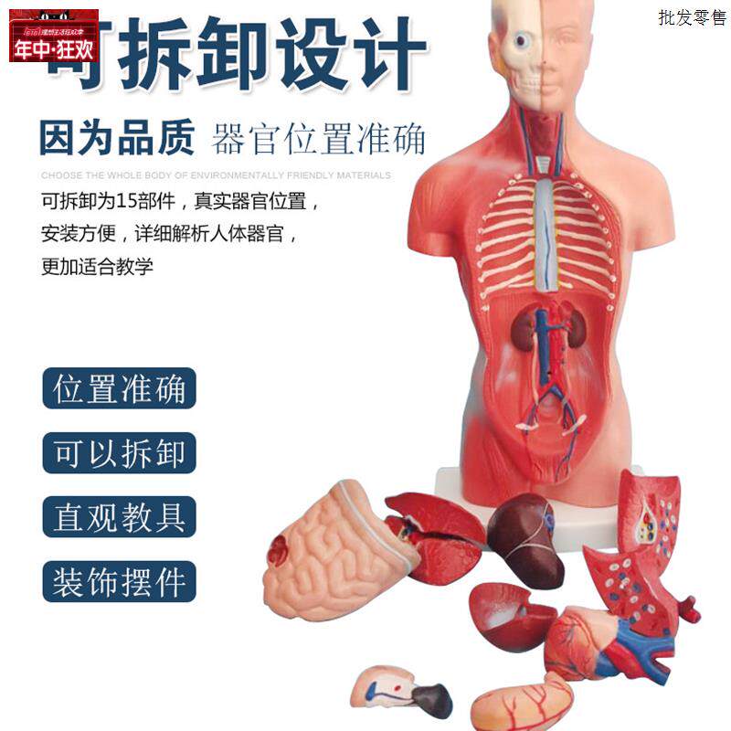 28CM人体躯干模型可拆卸器官模型内脏器官分布模型人I体解剖模型