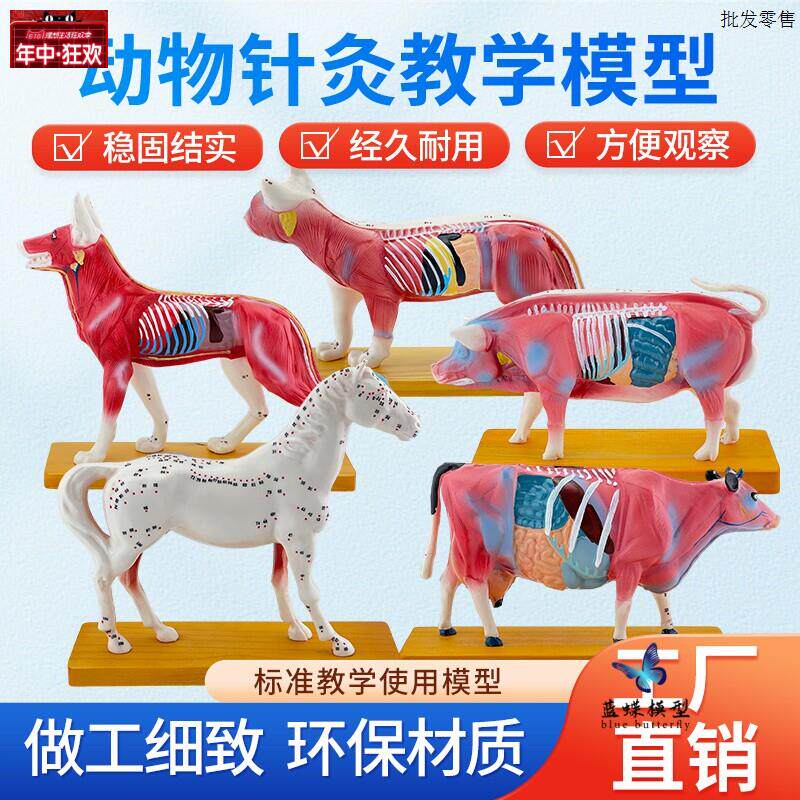狗猫猪牛马体针灸模型犬穴位狗针灸动i物兽医解剖教学标本模型