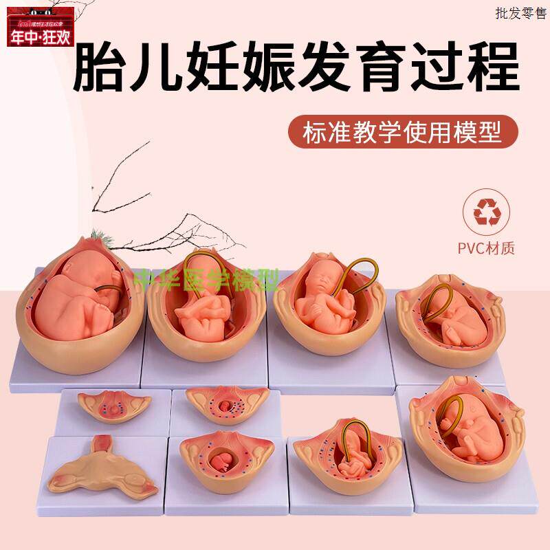 怀孕十月胚胎发育L过程模型自然大妊娠科教14岁以上中华品牌10件