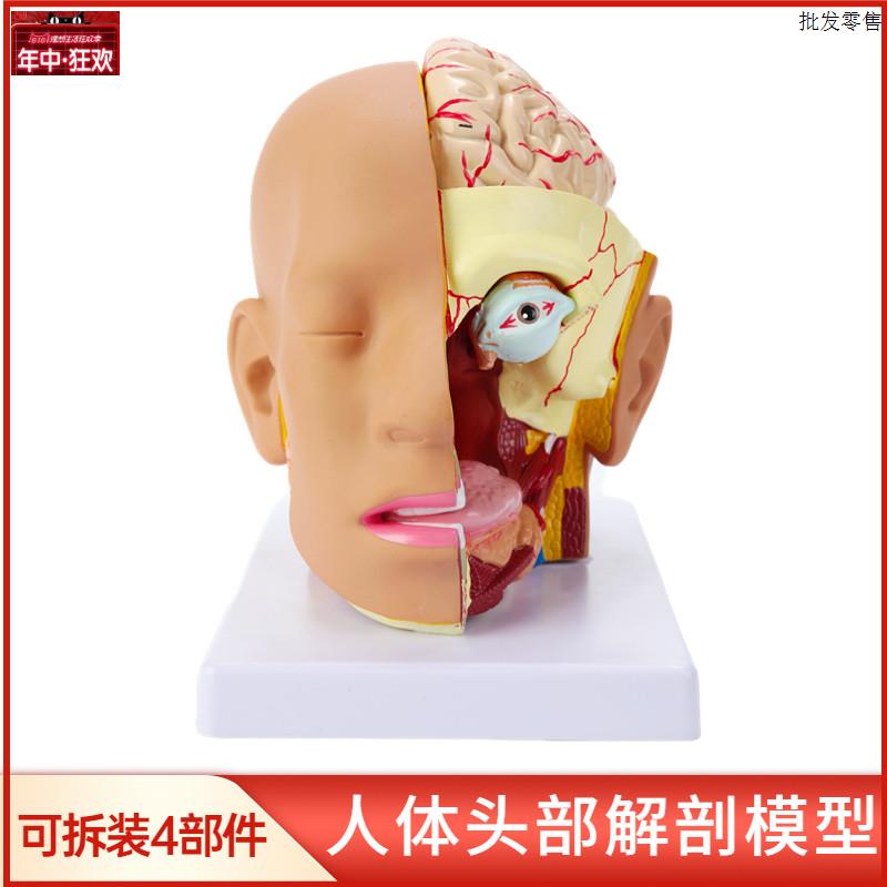 人体头部解剖模型头解剖附脑模型4部件人体头部附大z脑动脉模型
