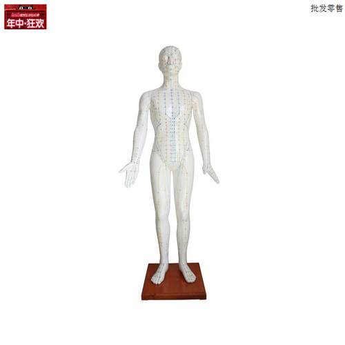 XC501B自然大人F体针灸模型178CM