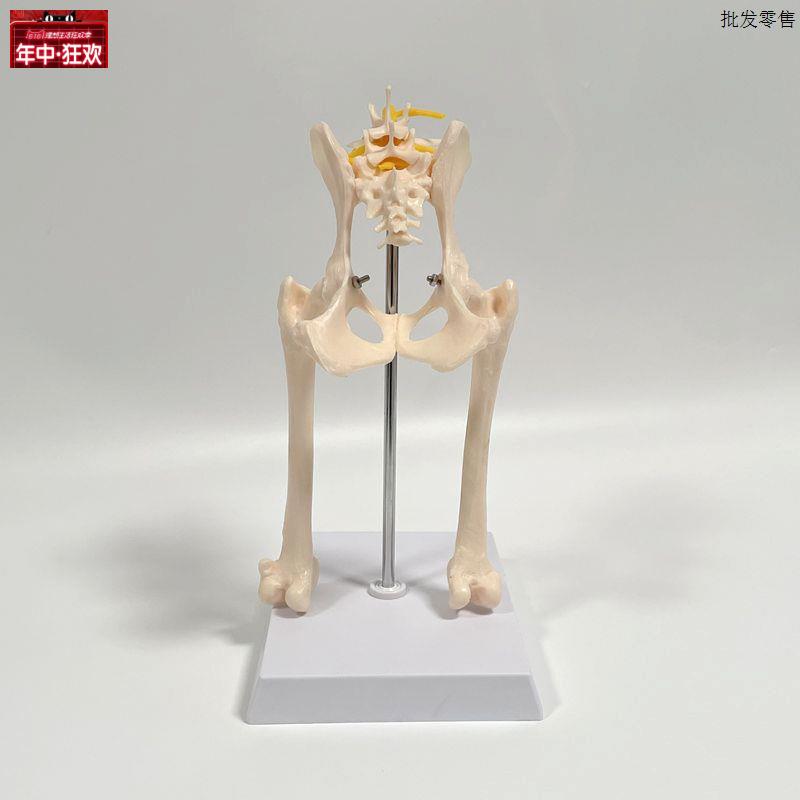 狗骨骼模型骨盆髋关节后肢腿d骨腰椎骶骨犬科动物兽医药促销宠物