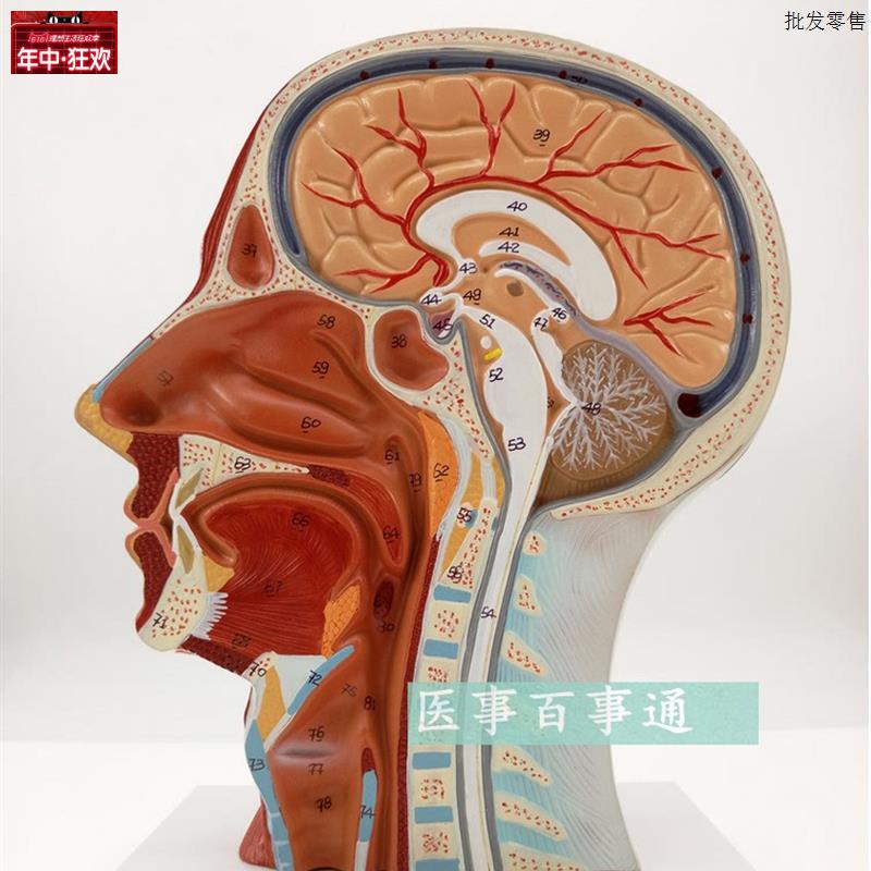 医用头面部解剖模型脑血管神经模型美容微整形x模型头浅表模型