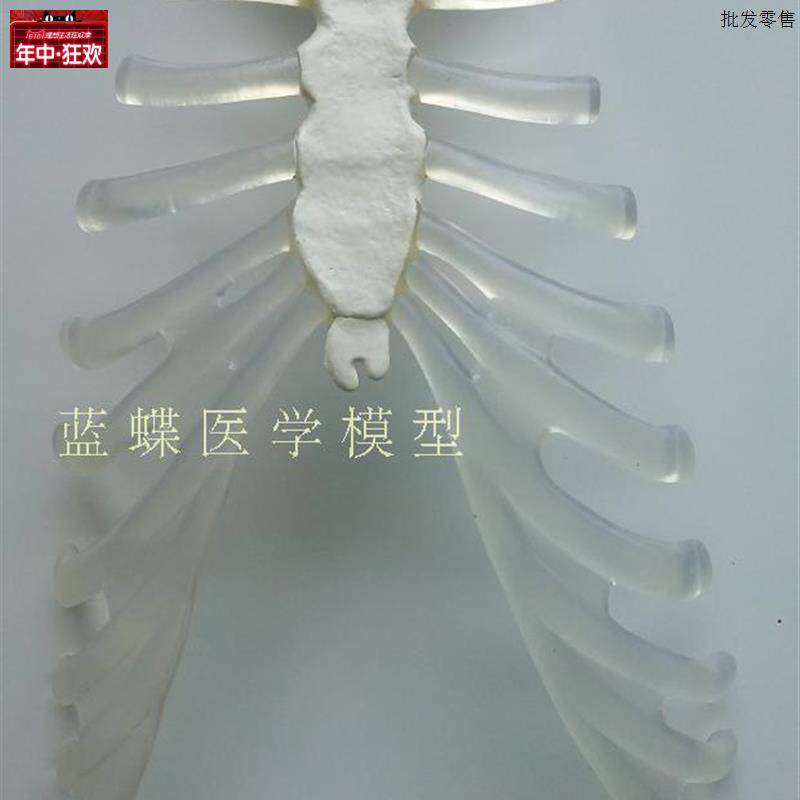 人体骨骼模型170CM人体的透明胸.骨仿真人骨架教学模型
