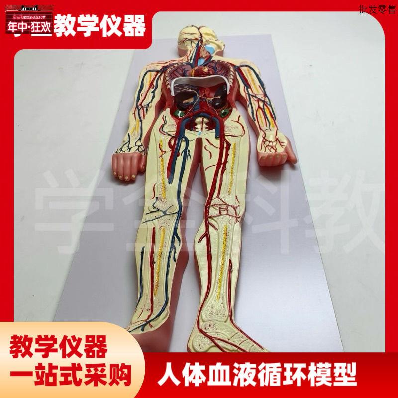 医学仿真人体血液循环系统模型心脏外科动Y脉静脉神经血管解剖教