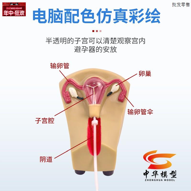 女性生殖器模型宫l颈子宫外阴道卵巢妇科检查避孕教学1比1软硅胶