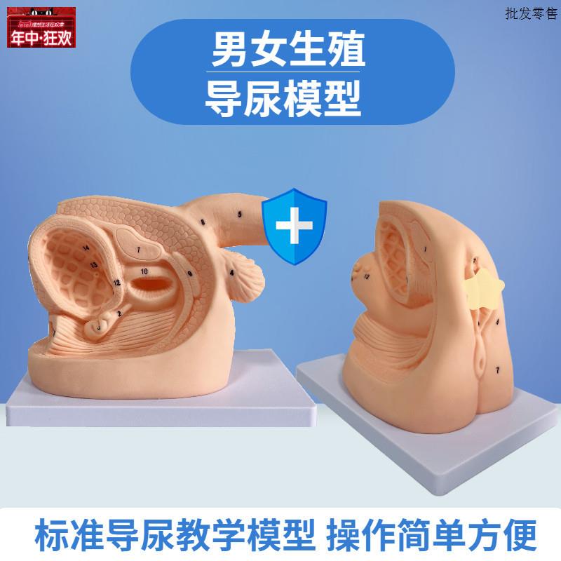 女性内外生殖器解E剖模型及导尿模具医学用人体导尿插管模型教具