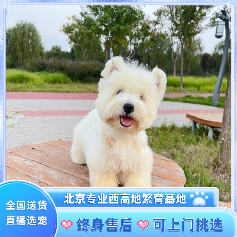 北京纯种西高地幼犬宠物狗狗活体赛级犬舍CKU血统刚毛软毛公母