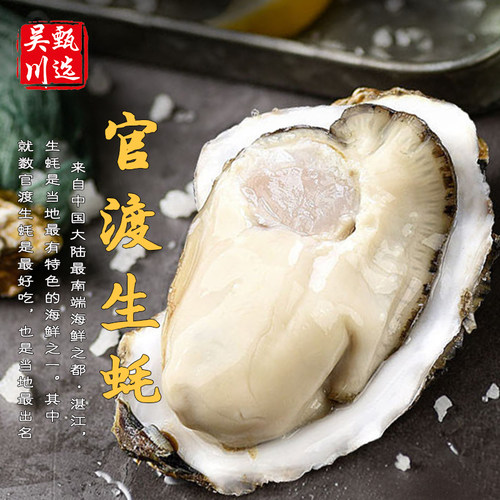 湛江正宗官渡生蚝带壳整箱10斤中大蚝鲜活海蛎子牡蛎海鲜新鲜烧烤