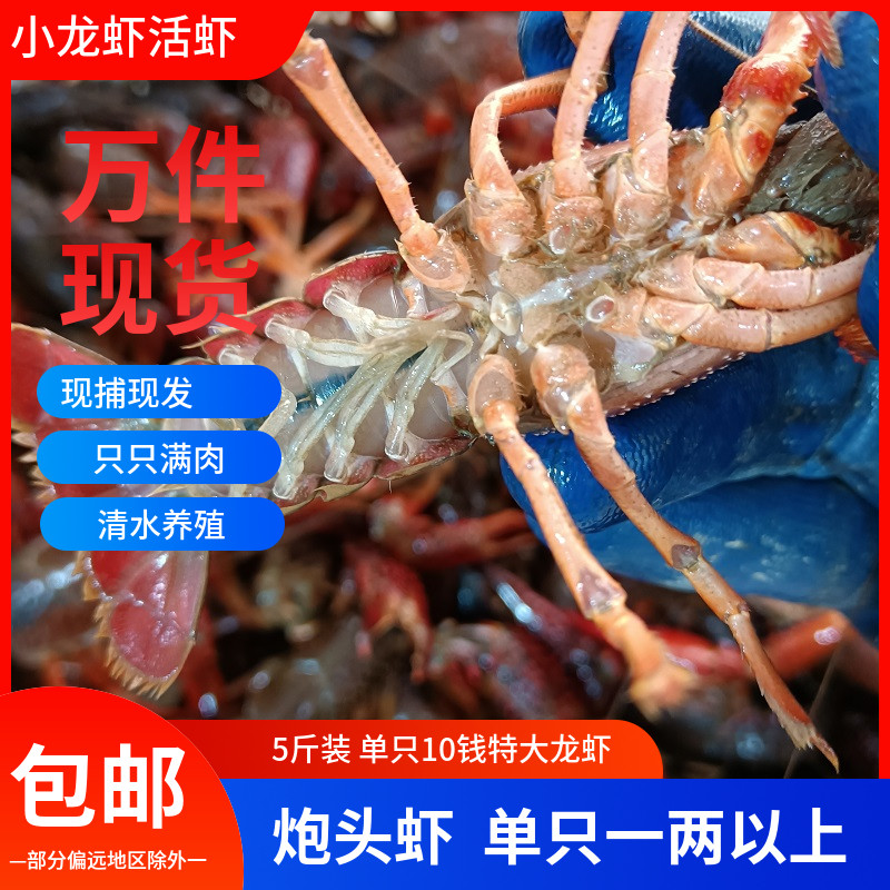 5斤9钱以上10钱特大规格小龙虾鲜活现货养殖虾淡水大龙虾青虾包邮