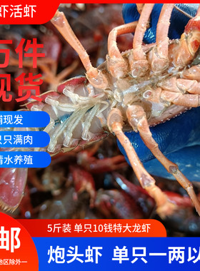 5斤1两以上钱特大小龙虾现货鲜活