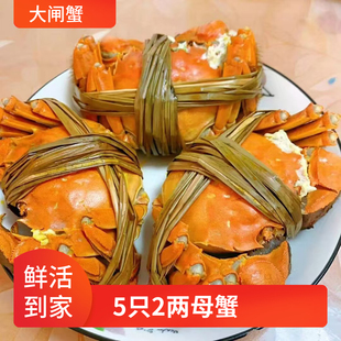 5只2两特大全母蟹大闸蟹现货鲜活海鲜水产六月黄螃蟹河蟹固城湖